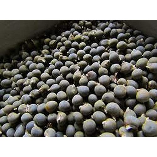 Okra.Burgandy Red Beautiful And So Colorful!! And Tasty!!!!!!!