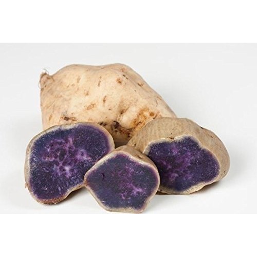 White Skin Purple Yam, Japanese Purple Potato Or Japanese Sweet