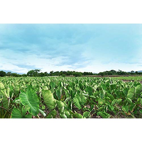 Root Smarts Sweet Potato Maple Bacon Flavored Root Vegetable Chi...