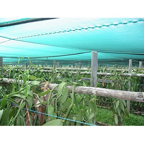 Vanilla Products Usa 25 Madagascar Bourbon Planifolia Extract Gr