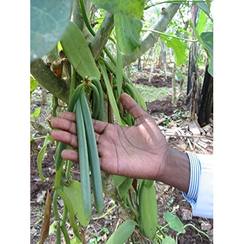 Vanilla Products Usa 25 Madagascar Bourbon Planifolia Extract Gr