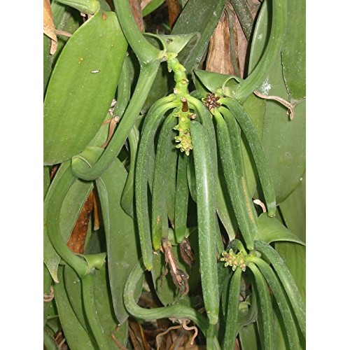 Vanilla Products Usa 25 Madagascar Bourbon Planifolia Extract Gr