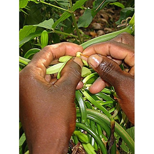 Vanilla Products Usa 25 Extract Grade B Vanilla Beans 4~5 Inches