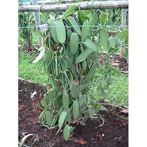 Vanilla Products Usa 25 Extract Grade B Vanilla Beans 4~5 Inches