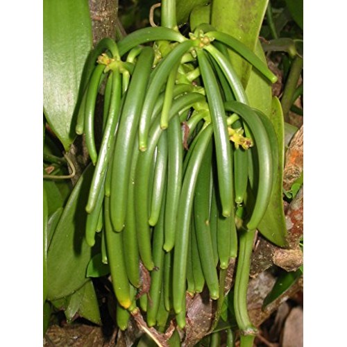 Vanilla Products Usa 25 Extract Grade B Vanilla Beans 4~5 Inches