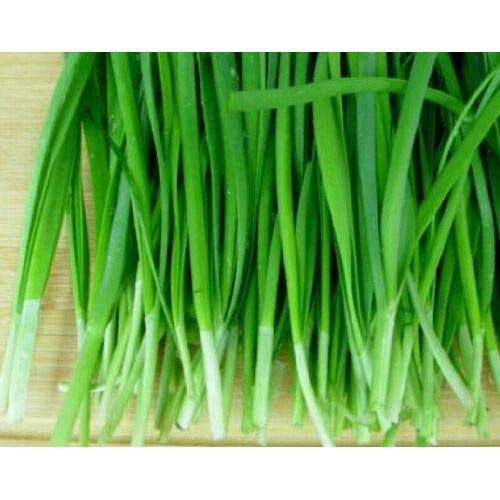 30 Allium Tuberosum Vrz Organic Plants Garlic Chives, Asian C