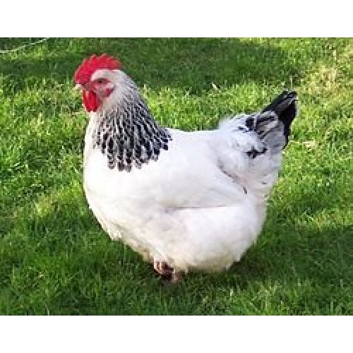 Vicenzi: Vicenzovo Savoiardi Ladyfingers 200Gr - Pack Of 4 -