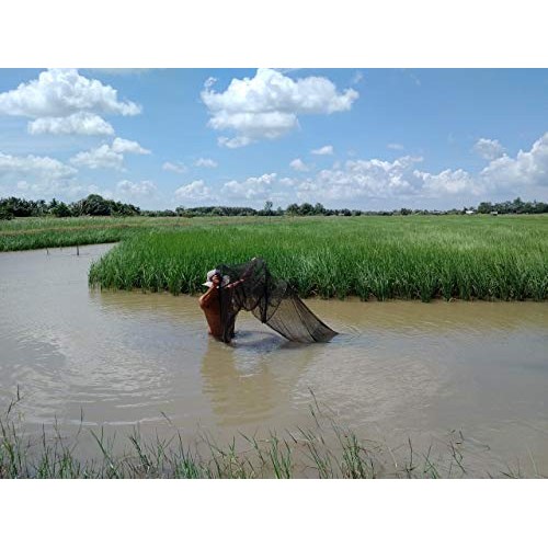 Viet Quality Goods Organic Rice - Long Grain Brown Jasmine Rice,