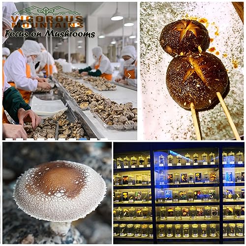 VIGOROUS MOUNTAINS Dried Shiitake Mushrooms for Cooking, Pure Ar...