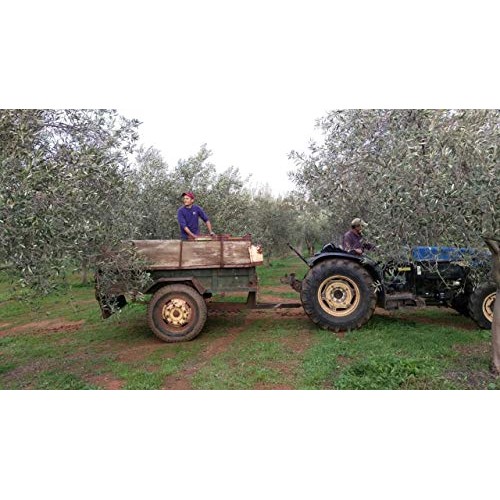 Village Batch - Award Winners - Koroneiki Olive Oil Greek Olive