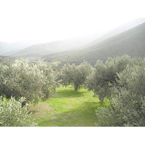 Village Batch - Award Winners - Koroneiki Olive Oil Greek Olive