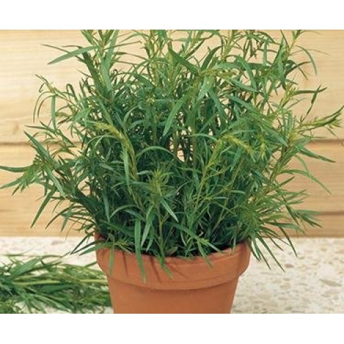 Vsop French Tarragon Aged White Balsamic Vinegar Of Modena 750