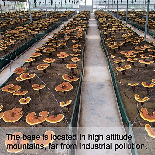 Dried Top Grade Red Chinese Reishi Mushroom Slice Raw From Dabie