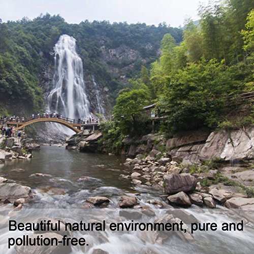 Dried Top Grade Red Chinese Reishi Mushroom Slice Raw From Dabie