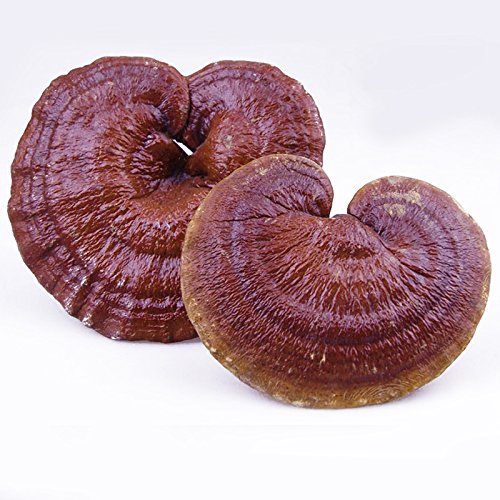 Dried Top Grade Red Chinese Reishi Mushroom Slice Raw From Dabie