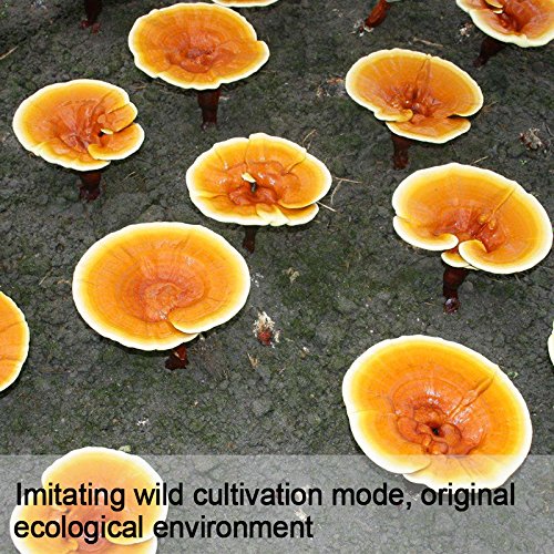 Dried Top Grade Red Chinese Reishi Mushroom Slice Raw From Dabie