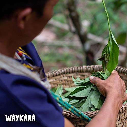 Waykana Guayusa Loose Leaf Tea, 16 Ounce | Yerba Mate &Amp; Coffee A