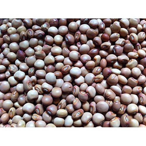 Pigeon Pea Known As /Gandules/Jamaican Gungo/Congo Peas 100+Seed