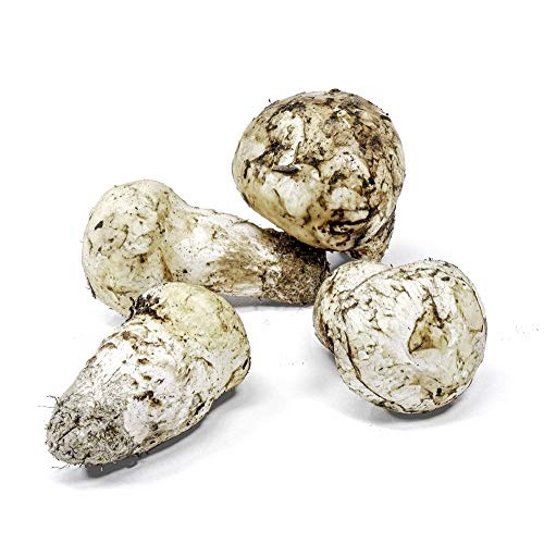 Dried Wild Pine Mushrooms |Premium Grade For Gourmet Recipes| M