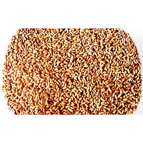 Hard Red Winter Wheat - 1 Lbs - Excellent For Growing Wheatgrass