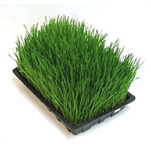 Wheat Berries -Hard Red Wheat - 10 Lbs - Excellent For Growing W