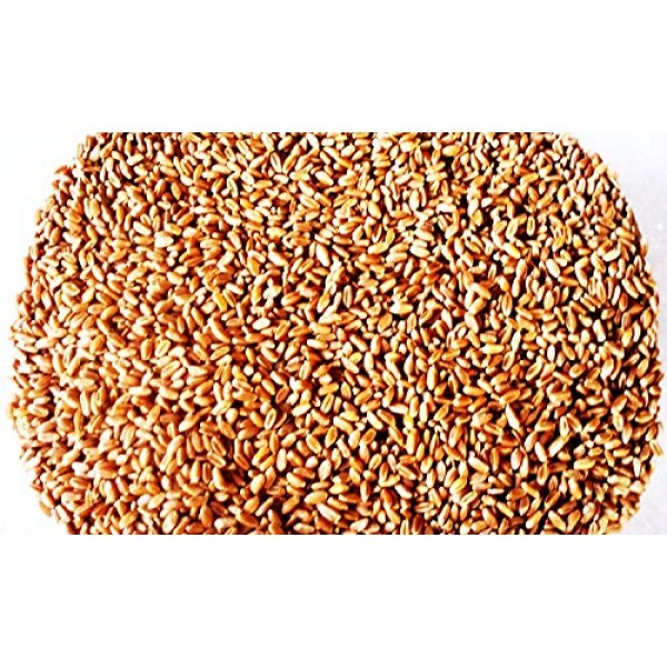 Wheat Berries -Hard Red Wheat - 10 Lbs - Excellent For Growing W