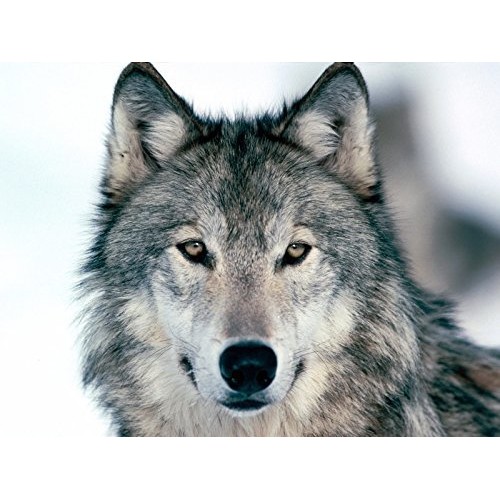 Grey Wolf Edible Icing Image Cake Topper For 1/4 Sheet Cake