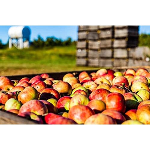 White House Organic Apple Cider Vinegar Shots, Raw Unfiltered , ...