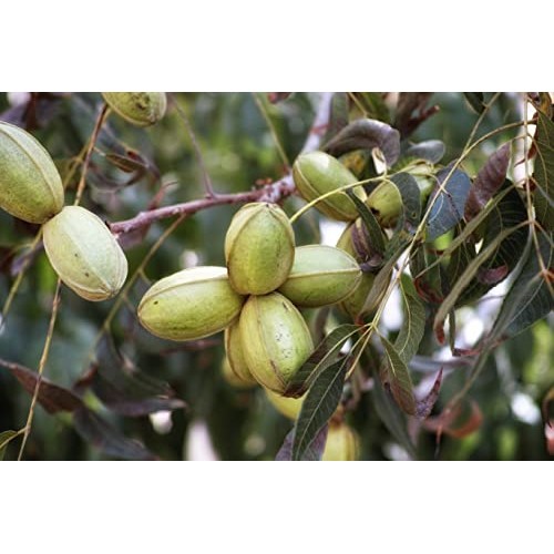 Wilderness Poets, Fancy Mammoth Pecan Halves - Organic, Raw, Lar...