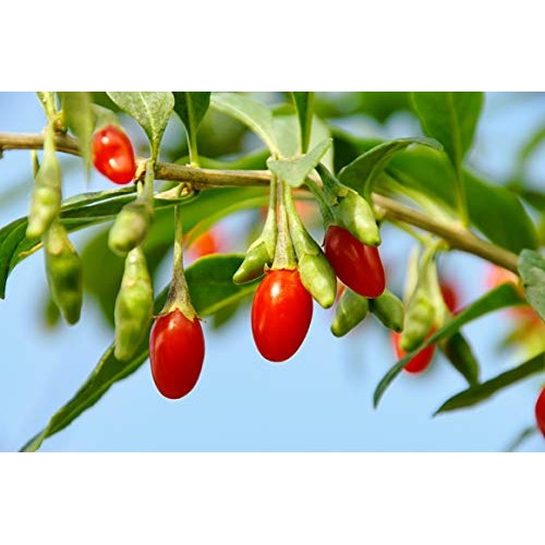 Wilderness Poets Goji Berries Lycium Berries - Wolfberry Organ