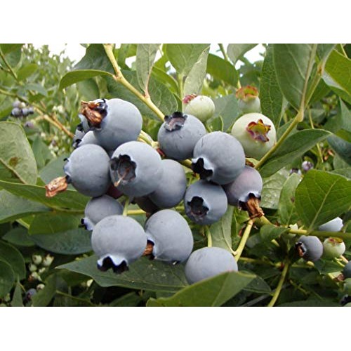 Wilderness Poets Oregon Blueberries Sweetened With Apples - Wh