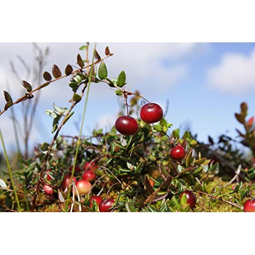 Wilderness Poets Oregon Cranberries Sweetened With Apples - Bu