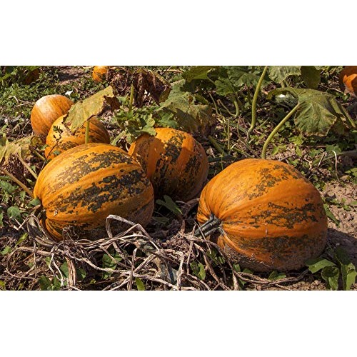 Wilderness Poets Oregon Pumpkin Seeds - Organic, Heirloom, Raw -