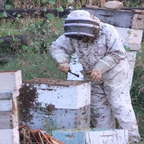 Raw Buckwheat Honey 16Oz Natural, Pure, Unprocessed And Unfilte