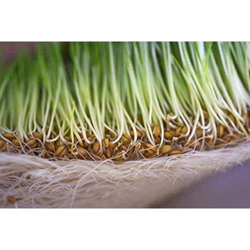 Wow Frozen Wheatgrass Juice - Only $1.67 Per Oz 84 Fl Oz- Orga