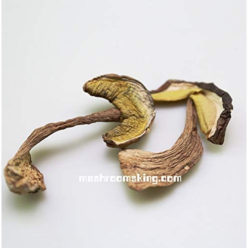 Premium A+ Grade Dried Wild Boletus Edulis Porcini Penny Bun 1 O