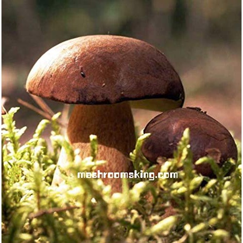 Premium A+ Grade Dried Wild Boletus Edulis Porcini Penny Bun 1 O
