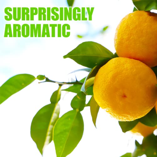 Yuzu Juice Vinegar, All Natural, Slowly Crafted in Japan, Blendi...