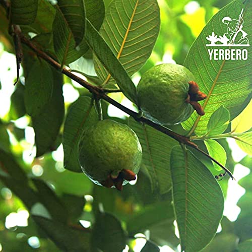 Yerbero - Guava Leaf Tea Psidium guajava 30 Tea Bags 1gr 0.03...