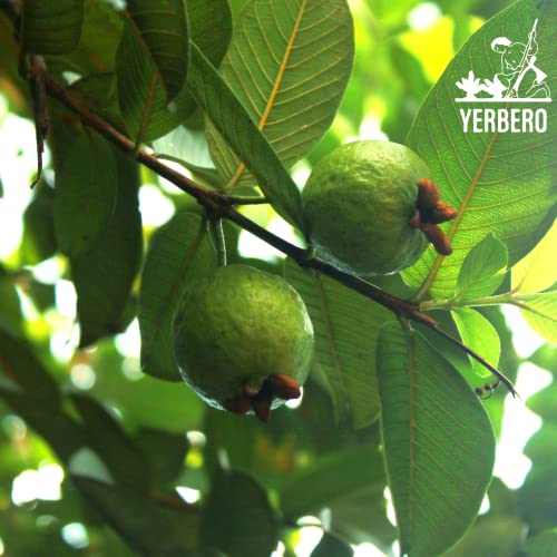 YERBERO - Hoja De Guayaba Entera .75 oz - 22gr Whole Dried Gua...
