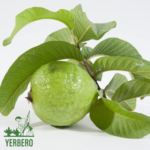 YERBERO - Hoja De Guayaba Entera .75 oz - 22gr Whole Dried Gua...