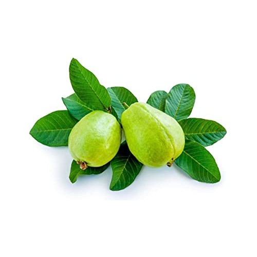 Yerbero - Whole Guava Leaf 2oz 56gr Herbal Tea Te Hojas De Gu...