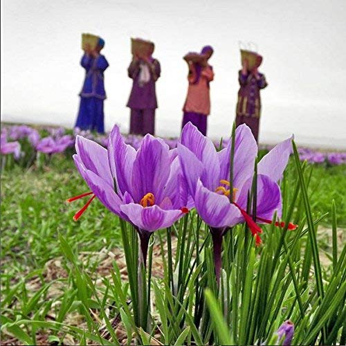 Zaffrus - Premium Saffron Powder For Cooking, Athletes, Specialt