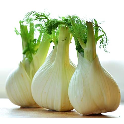 Florence Fennel Herb For Growing Heirloom Vegetable Spice Bin198