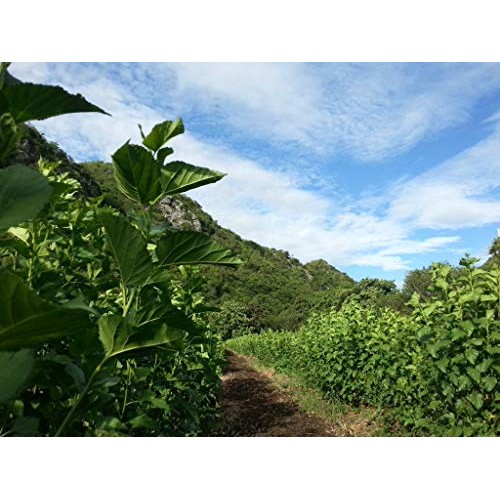 Zi Chun Tea | Organic Mulberry Tea | Loose Leaf Herbal Tea from ...