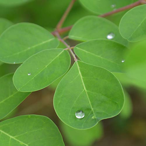 Senna Tea 30 Bags 100% Pure, All-Natural, Herbal Laxative/Cleanser