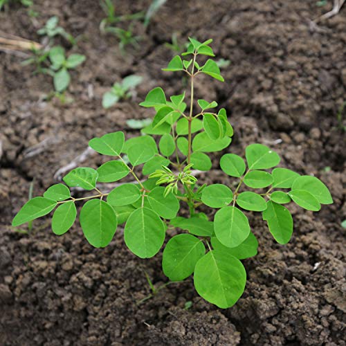 Senna Tea 30 Bags 100% Pure, All-Natural, Herbal Laxative/Cleanser