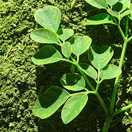 Zokiva Nutritionals - Moringa Hibiscus Tea 30 Bags With Premium