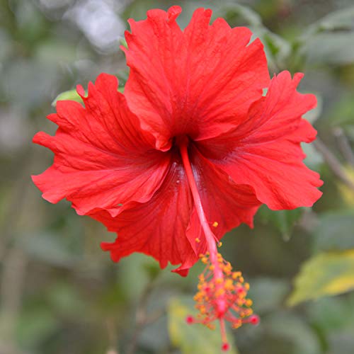 Zokiva Nutritionals - Moringa Hibiscus Tea 30 Bags With Premium