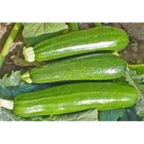 Zucchini Squash Green Fresh Produce Fruit Vegetables Per Pound